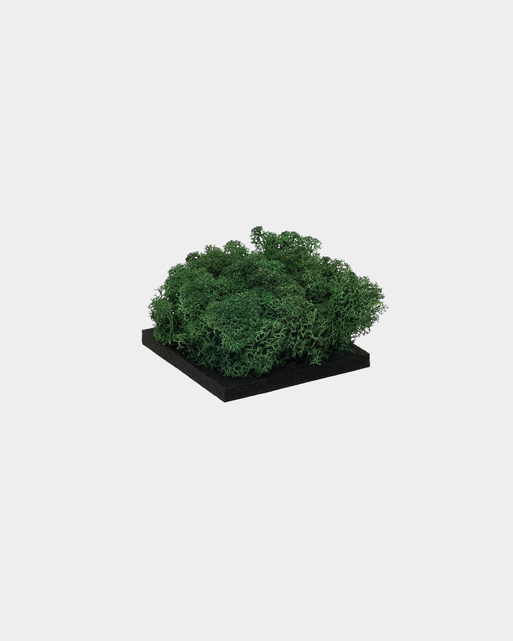 WoodUpp Moss-sample in Moss Green, met dicht groen gepreserveerd moss op een vierkante basis van black, getoond tegen een effen witte achtergrond.