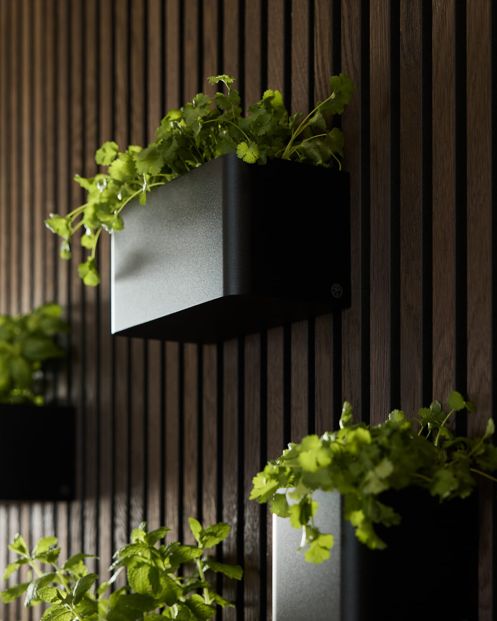 Black Norr Plant Box (23.9 cm) van WoodUpp, met groene planten gemonteerd op een vertical donkerhouten Akupanel Akoestisch paneel.