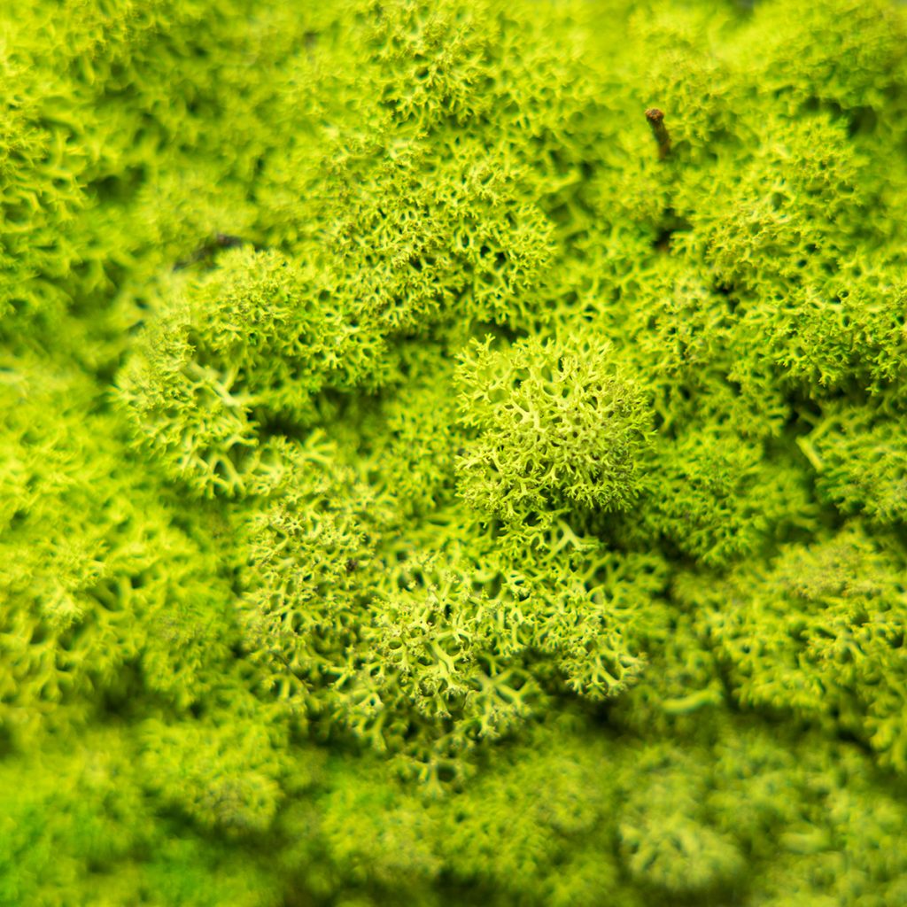 Afbeelding 2 van 4 in Moss Panel galerij